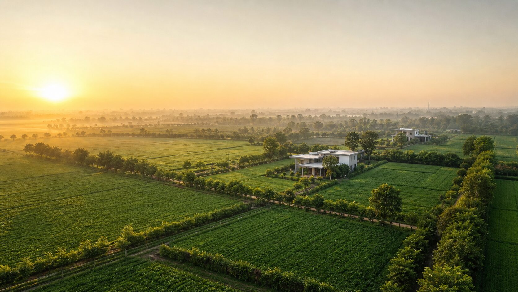Lush green organic farm plots at golden hour in Najafgarh, Delhi